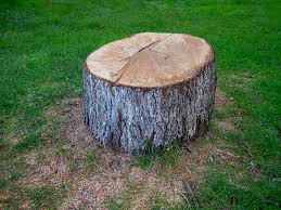  Crescent City, CA Tree Removal Pros