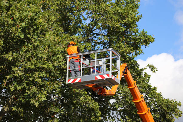 Tree and Shrub Care in Crescent City, CA