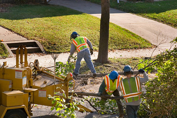 Best Hedge Trimming  in Crescent City, CA