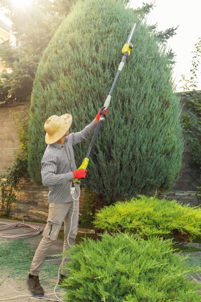 Best Stump Grinding and Removal  in Crescent City, CA
