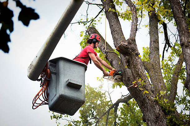 How Our Tree Care Process Works  in  Crescent City, CA